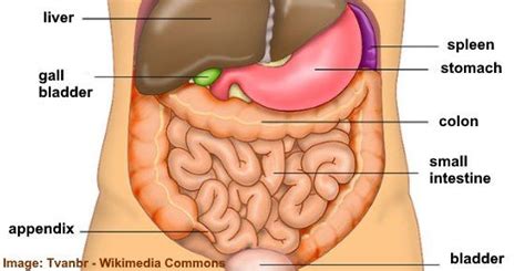 Situs inversus (also called situs transversus or oppositus ) that is , some person might have right sides organs in left side and vice versa but this is very rare. Pin on DiseaseMed