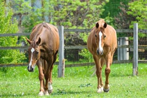 Kumpulan kuda kawin | horses mating #horsesmating #kudakawin # tuosafeto terimakasih sudah menonton. Kamasutra Satwa: Kuda Jantan Pamer Otot Dada dan Menari ...