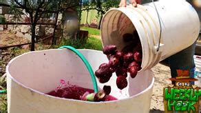 If you are referring to the prickly pear cactus there are a number of animals that will use it as food. Homemade Prickly Pear Cactus Jelly | Harvesting, Making ...