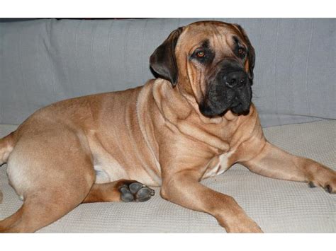 5 weeks old boerboel puppies in search of a new home. Boerboel puppies Cape Winelands - PUPPIES FOR SALE