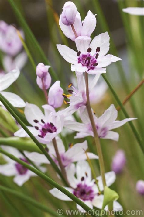 Jan 29, 2021 · most often, the flowering period occurs in the summer, but under favorable conditions, vriezia can bloom earlier. Rice Flower (Wurmbea stricta [syns. Onixotis stricta ...