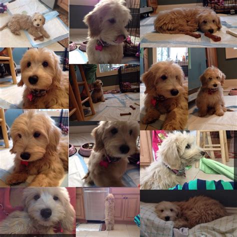 All puppies examined by a licensed vet and a statement of it's health is noted on a sheet with the microchip number listed. Happy National Puppy Day! This my puppy, Violet