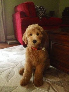 Poodle teddy bear cut teddy bear doodle teddy bear goldendoodle mini labradoodle puppy goldendoodle haircuts teddy bear there are several types of labradoodle haircuts: Goldendoodle Grooming Styles goldendoodle haircuts ...