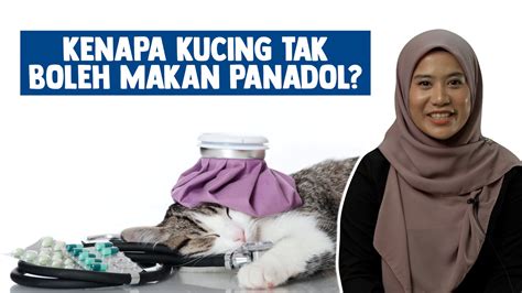 Peningkatan haus dan sering buang air kecil bisa menunjukkan penyakit ginjal, diabetes atau penyakit lainnya. Kenapa Kucing Tak Boleh Makan Panadol? - ML Studios