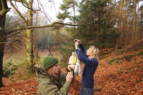 Pimpelmezen zijn veel te zien in bossen, tuinen en struwelen. VHL-op-locatie: Vogels ringen op de camping