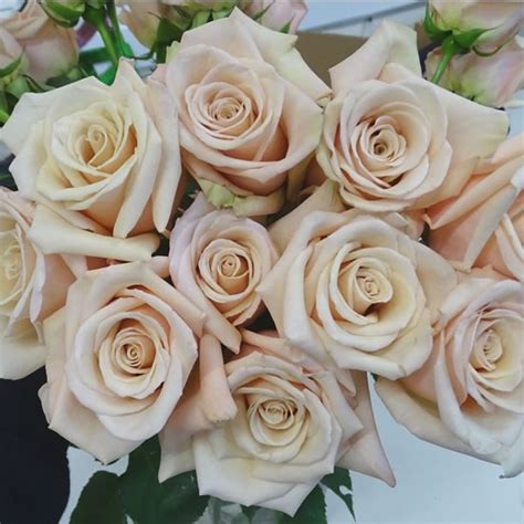 Wedding flower terminology, budget, tips and inspiration to help you make those pesky floral decisions. Rose Bridal Nude 60cm | Wholesale Dutch Flowers Direct ...