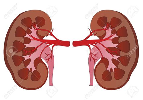 Kadang juga, penderita merasakan sakit perut sebelah kanan sampai ke pinggang.biasanya, sakit pinggang sebelah kanan menandakan adanya gangguan pada organ tubuh sebelah kanan di sekitar lokasi nyeri. Tanda dan Gejala Sakit Buah Pinggang