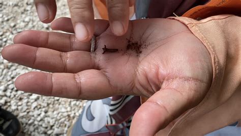 Ladang ini juga penah dinobatkan sebagai malaysian guiness book of record 2014 sebagai ladang herba terbesar di malaysia yang mempunyai hampir. 'Muzium flora' ini wajib dilawati jika anda pencinta ...