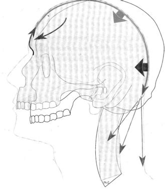 L'Influenza delle Catene Muscolari G.D.S. al Cranio