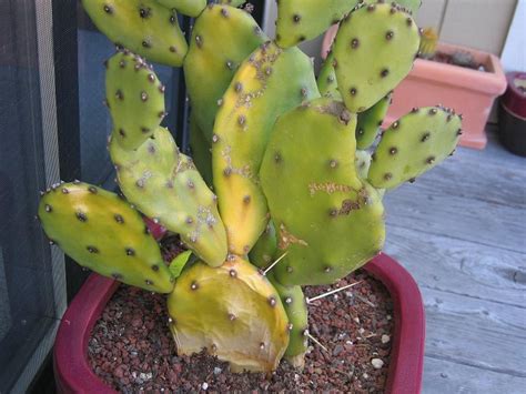 The prickly pear cactus contributes to the annual showcase of wildflowers in desert basins and mountain flanks with it's yellow, red, or purple flowers. Prickly Problems - Cactus Jungle