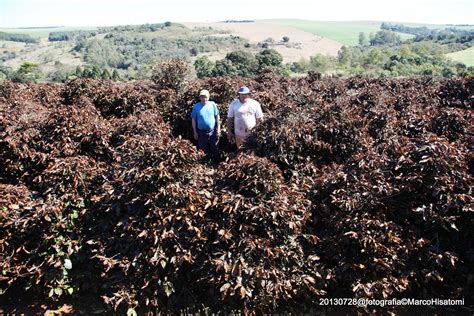 A geada negra, explicou, na verdade não é geada, que é branca, mas sim uma situação de frio que queima a seiva das plantas, que ficam negras por isso. marco.hisatomi: Geada negra 2013 - sítio Ouro Fino