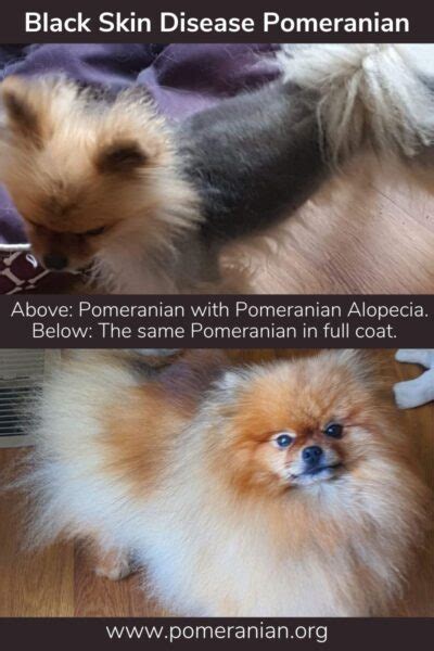 It's also known as wooly coat or severe hair loss syndrome. Black Skin Disease Pomeranian. Pomeranian Alopecia Information