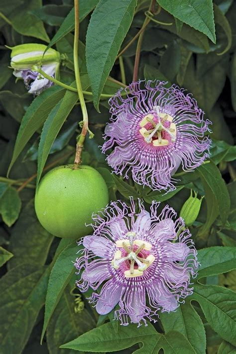 He attended the hochschule für grafik und buchkunst leipzig from 1991 to 1994. les fruits de la Passion et les Passiflores | Passiflore ...