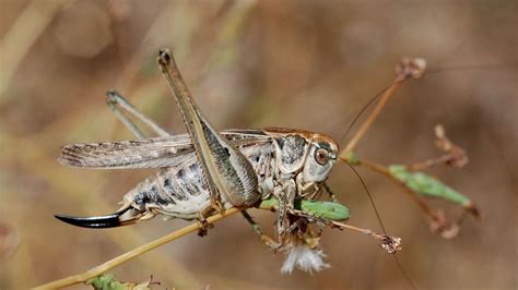 Tout changement notable doit vous alerter. Le saviez-vous ? L'animal possédant les plus gros ...