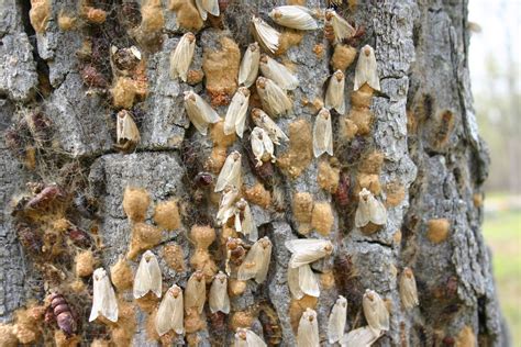 Gypsy moth — gypsy moth n (1819): How the Invasive Gypsy Moth Came to America