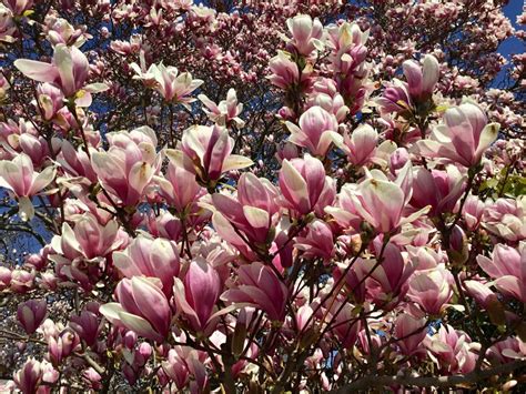 Based on the successful crossing of saucer magnolia a new variety was bred at the end of the 19th centutry. Tree of the Month: Saucer Magnolia - Shelter Island ...