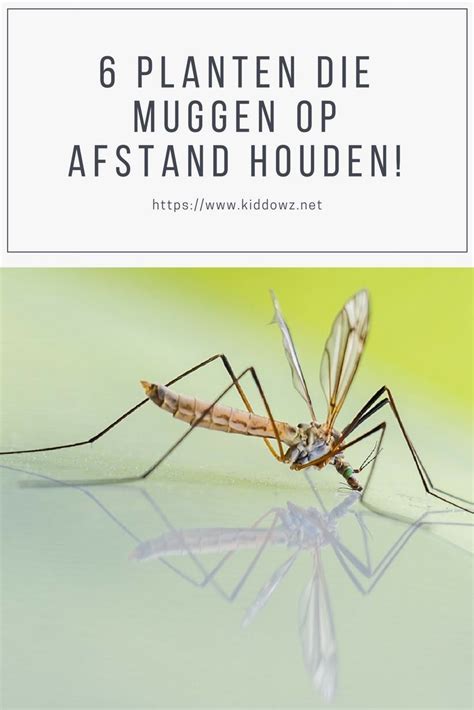 Muggen (nematocera) zijn een onderorde van vliegende insecten uit de orde der tweevleugeligen (diptera). Houd muggen op afstand met deze 6 planten! | Planten ...