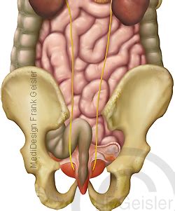 Das bauchfell, aus einem flachen epithel (mesothel) bestehend, umgibt die meisten inneren organe unterhalb des zwerchfells bis zum eingang des kleinen beckens. Übersicht Innere Organe des Menschen von dorsal