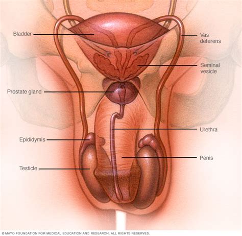 It can be due to blockages in a seminal vesicle or ejaculatory duct. Healthy sperm: Improving your fertility - Drugs.com