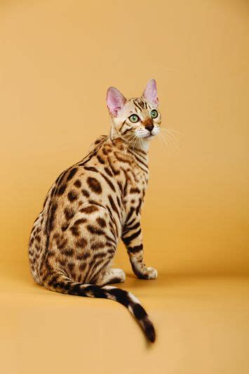 Click here to view bengal cats for adoption. Bengal - CLUB TICA INDONESIA