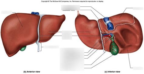 See more ideas about liver, histology slides, liver anatomy. Human Diagram Of Liver : The Liver Labeled Diagram Stock ...