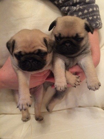 See more of pug rescue of san diego county on facebook. Pug Puppies For Sale | San Diego, CA #226870 | Petzlover