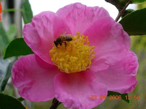 Comprehensive list of national public holidays that are celebrated in philippines during 2021 with dates and information on the origin and meaning of holidays. Plantation Pink - Newman's Nursery