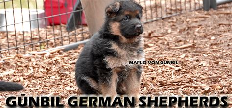 Erie von stahl stadt this is an excellent working line female, she is a beautiful sable puppy with an excellent structure. World class German shepherd puppies in Colorado