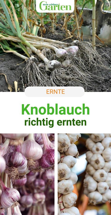 Gartenprofis empfehlen den oktober als idealen pflanzmonat, weil die ernte meist ertragreicher ist und die knollen in der regel. Knoblauch ernten: Darauf sollten Sie achten | Knoblauch ...