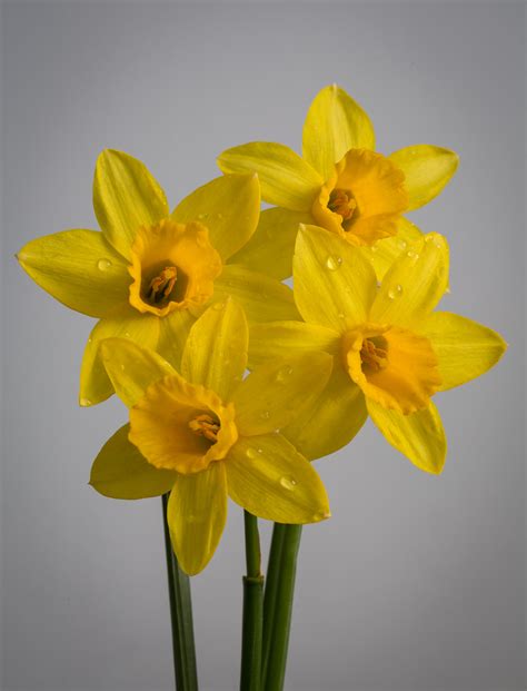 When snows melt and the adventurous daffodil arrives, it is as if the sun were reentering the world from the ground. Birth Flowers Archives - Growing Family