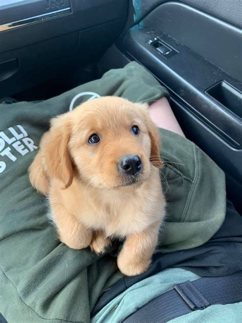 Black and tan long haired female pup, adorable! Pin by Jacob Smith on Golden retrievers | Golden retriever ...