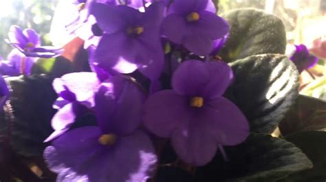 See full list on bhg.com Violets bloom in my kitchen - YouTube