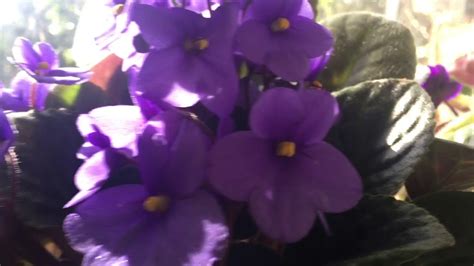 See full list on bhg.com Violets bloom in my kitchen - YouTube