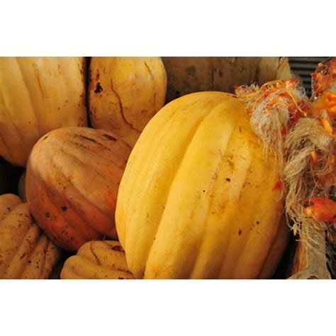We did not find results for: How to Store & Keep Zucchini and Squash Fresh | Our ...