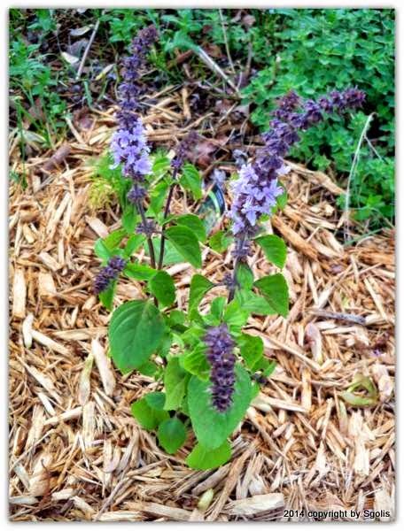 To protect pollinators, do not use pesticides on open blossoms or when bees or other pollinators are present. Yard and Garden Secrets: Herbs that Attract Butterflies