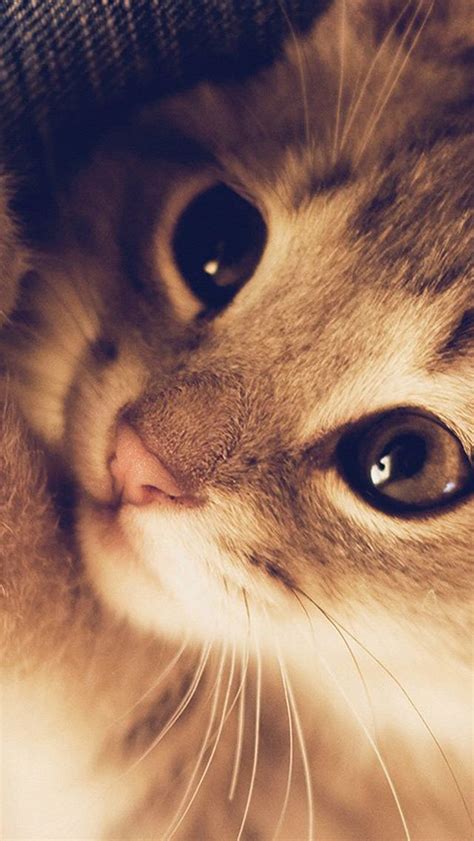 Download and use 50,000+ iphone wallpaper stock photos for free. Cute Cat Kitten Nature Animal Warm Macro iPhone 5s ...