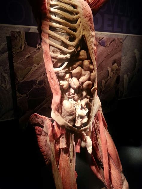 The unique exhibiton provides fascinating insights into the body's complex structure and explains how functional systems and organs interact. Interior of Human Body - Dani's Decadent Deals