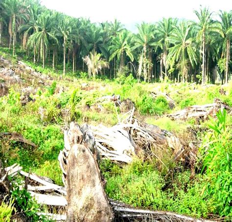 Pekerjaan di ladang sawit yang sangat menguras tenaga dan berbahaya. oNe st0p pLantErs: LADANG KELAPA SAWIT - MENCINCANG ...