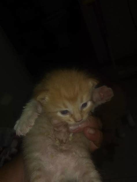 2 male tabby kittens needing home, will come with baggies of food 6 weeks old tabby cat needing home, estimated 1yr old, will come with food, bowls, crate, blankets, litter, & litter box Free Tabby kittens Free free 3 left for sale in San ...