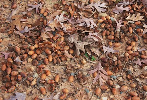 Maybe you would like to learn more about one of these? Signs of Winter 11: Oaks and Acorns | Ecologist's Notebook