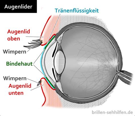 Augen und anhangsgebilde sind beim pferd bereits bei der geburt vollständig entwickelt und funktionell. Augenlid - Funktionen, Lidschlag, Blinzeln der Augenlider ...