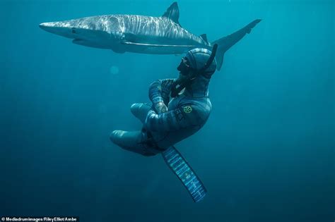 We did not find results for: Shark expert 'squares up' to 12ft beast in stunning images ...