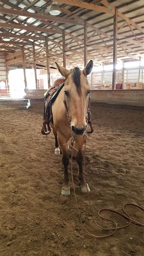 I'm trying to write down horses i want and their horse names, and i'm stuck on a name for the buckskin lusitano, any suggestions? Buckskin horse Buck | Horses, Animals, Cow