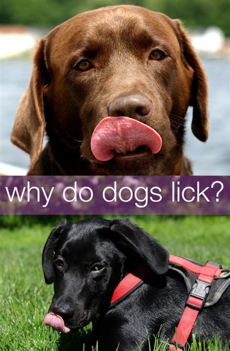 But not every dog licks as much as his friends. Why Do Dogs Lick? - The Labrador Site