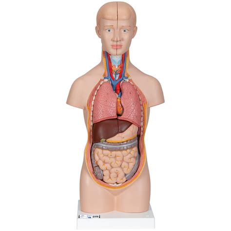 Seven body organs you can live without. Human Torso Model | Miniature Torso Model | Anatomical ...