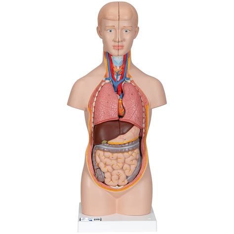 The quality of this human torso model is. Human Torso Model | Miniature Torso Model | Anatomical ...