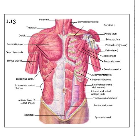 In this article, we shall learn about the anatomy of the muscles of the anterior chest. Pin on anatomy