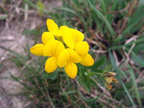 Fiori gialli spontanei di campo. Fiori Di Campo Gialli