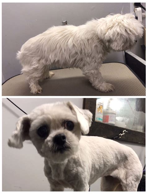 All pets grooming & boarding is located in naples city of florida state. Sometimes it needs to all come off! #DogGrooming #TheLook ...