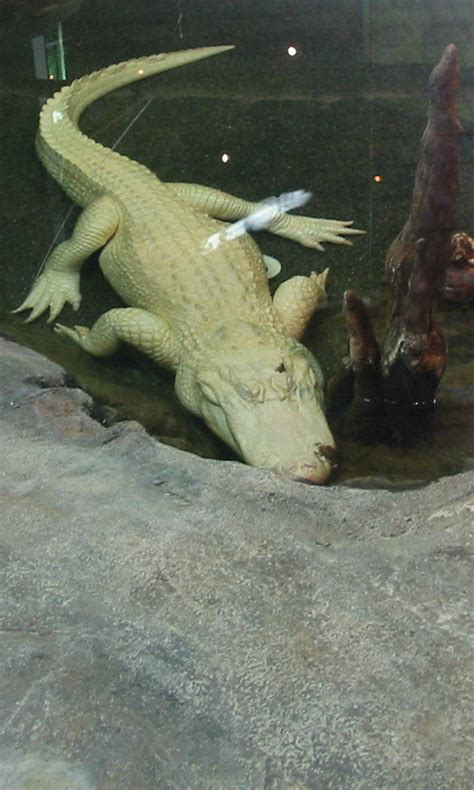 The distance between new orleans and arkansas alligator farm and petting zoo is 363 miles. At the Houston Zoo: Albino Alligator